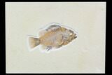 Detailed, Priscacara Fossil Fish - Wyoming #107470-1